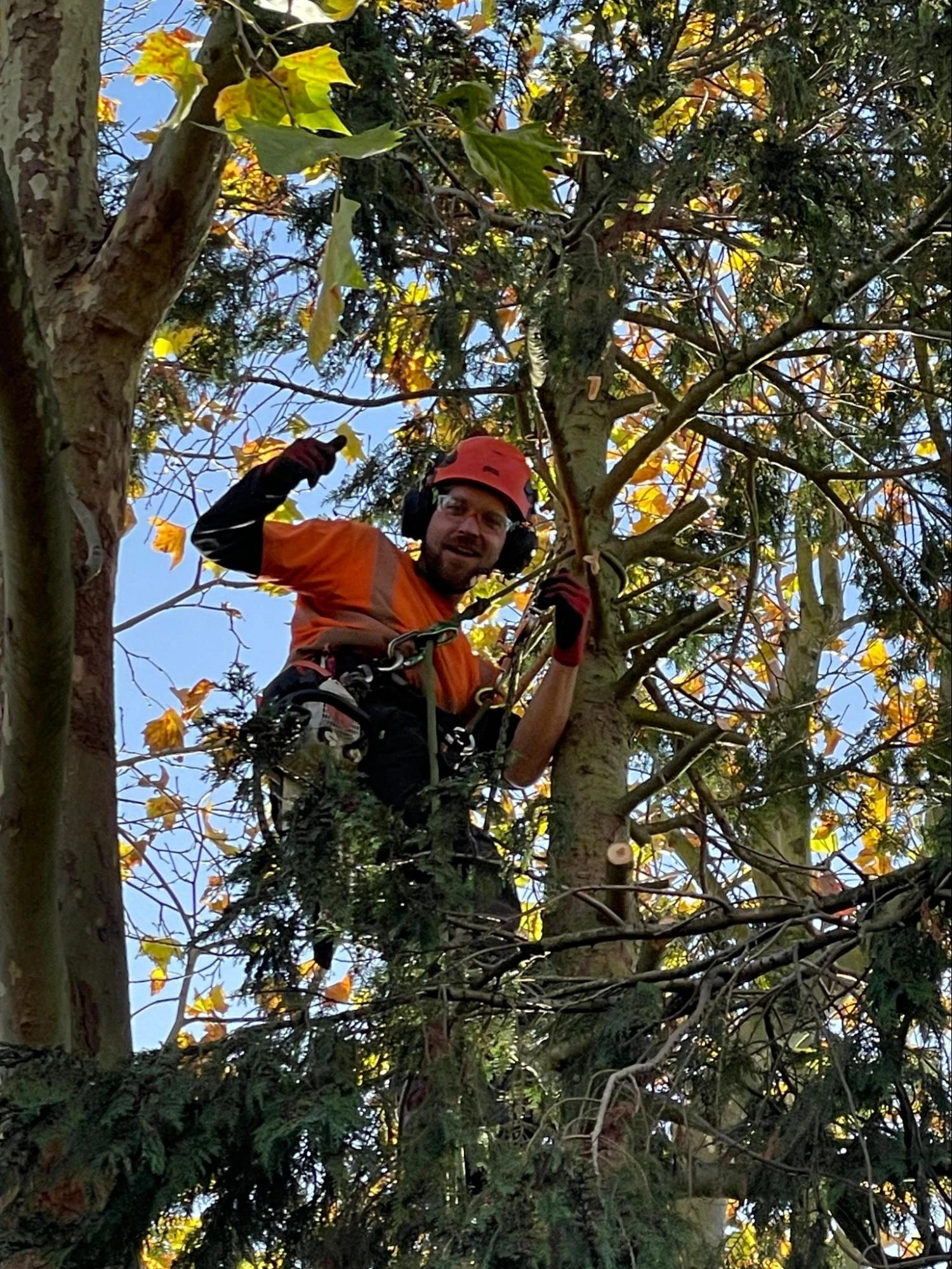 Hornchurch Tree Care Experts